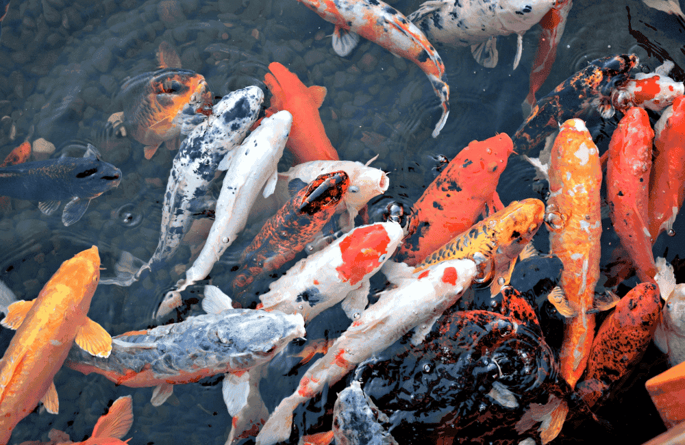 อาหารปลาคาร์ฟจากร้านค้า PCG